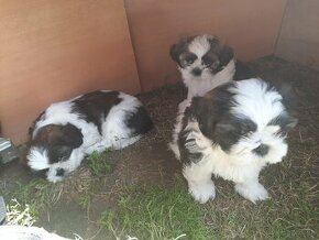 Shih tzu, si cu - 1