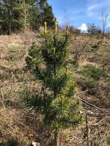 Sibírsky Céder (Pinus Sibirica) / Borovica Sibírska sadenice