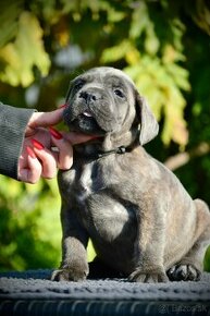 Šteniatka Cane Corso FCI - 1