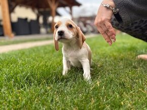 Bigel / Beagle