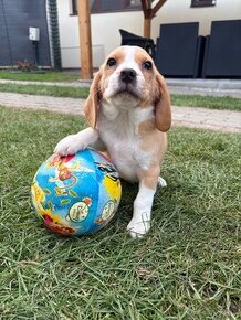 Bigel / Beagle