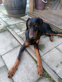 Doberman