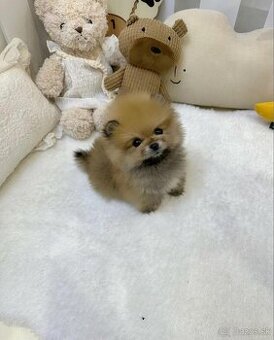 Pomeranian extra mini