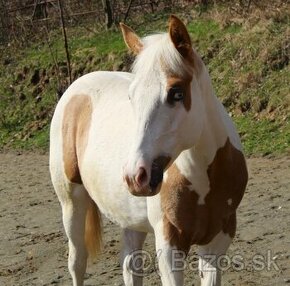 Valach American paint horse/APHA