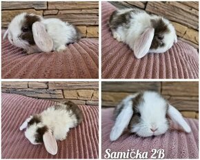 Zakrslý králik , zakrslé zajačiky, minilop , baranček - 1