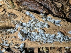 Isopody dairy cow (Porcellio laevis)