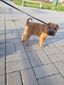 Shar-pei