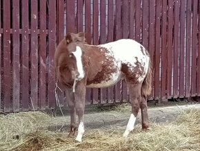 Appaloosa mladé zrebce bratia