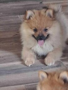 Pomeranian - oranzovy spic