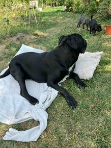 Cane corso