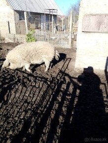 Mangalica