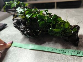 Anubias