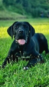 Cane Corso s PP FCI