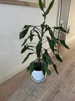 Dracena