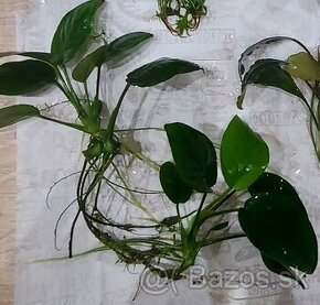 Anubias var. nana 2x