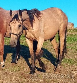 3.5l plavá kobyla ,x ČT,ČSP, KVP 160cm,