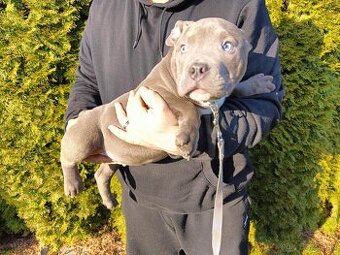 J&K bullys "ponúkame na predaj American bully pocket