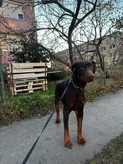 Darujeme Dobermana