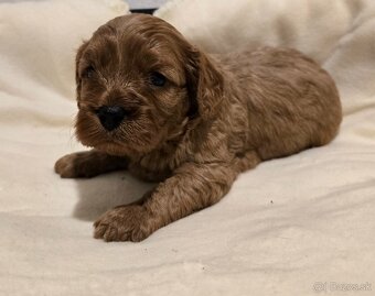 Cavapoo