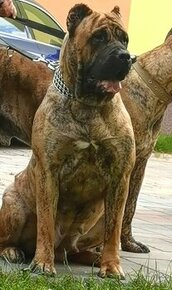 Darujem fenu Preso Canario