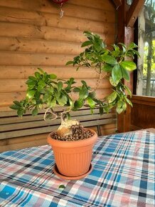 Ficus ginseng bonsai stredný #1