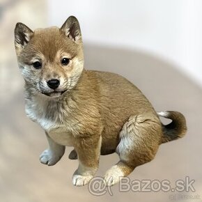 Shiba inu