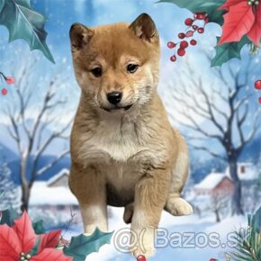 Shiba inu