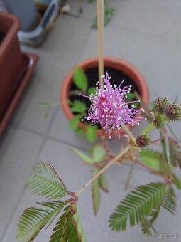 Mimosa pudica - hybajuca sa rastlina