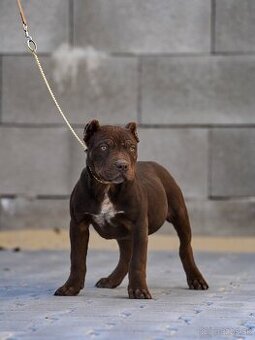 American bully