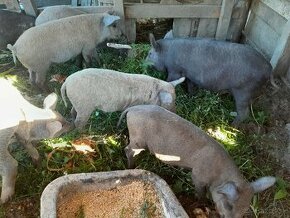 Odstavcata mangalica×duroc