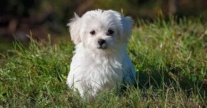 Maltipoo biela fenka