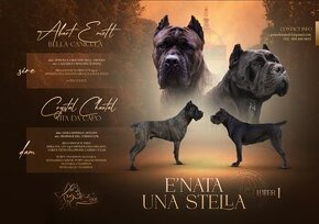 Cane Corso FCI - PP   E' Nata Una Stella