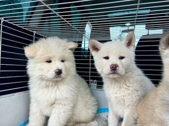 Akita inu