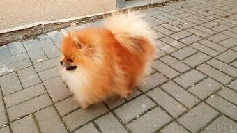 Pomeranian