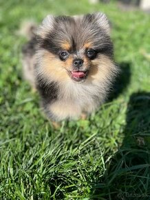 Pomeranian Teacup / mini Pomeranian - 1