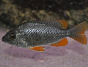 Copadichromis borleyi Kadango