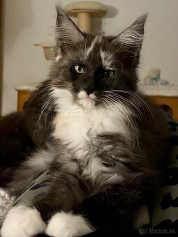 Mainská mývalia, Maine Coon, MCO s PP - 1