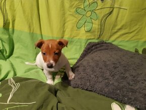 Jack russel terier JRT