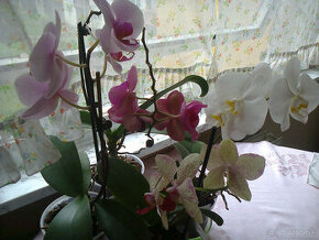 Orchidea - 1