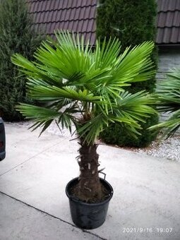 Mrazuvzdorne palmy - trachycarpus fortunei - 1