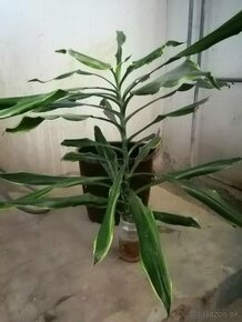 Dracena.