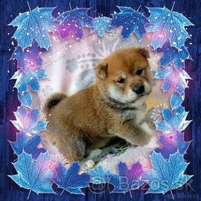 Shiba Inu s PP FCI