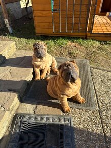 Šteniatka Sharpei, sarpej, sarpei