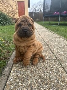 Šteniatka Sharpei, sarpej, sarpei