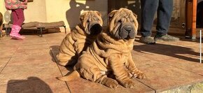 Šteniatka Sharpei, sarpej, sarpei