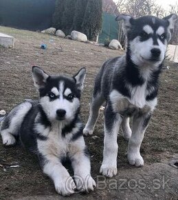 Predam šteniatka Sibírsky Husky