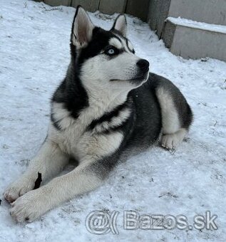 Predam šteniatka Sibírsky Husky