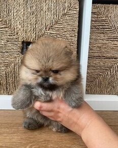 Pomeranian mini Boo