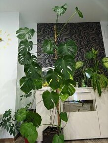 Monstera 200cm