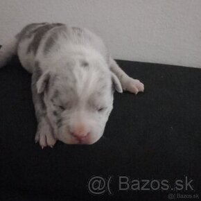 American bully